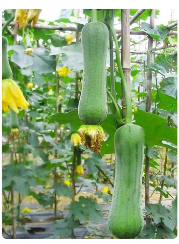 Samen luffa schwammgurke - samen,