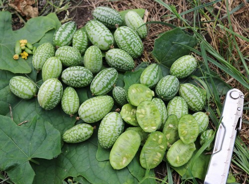 Minigurke melothria demeter - minigurke, "melothria",