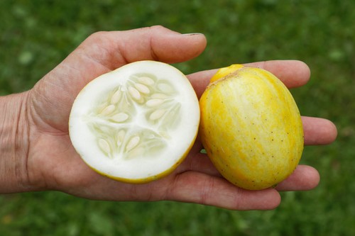 Zitronengurke lemon stark - zitronengurke,