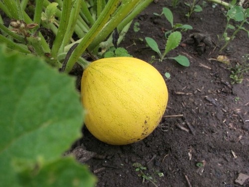 Zucchini lemon squash - -,