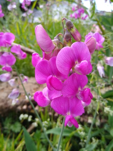 Staudenwicke rosa lathyrus - staudenwicke,