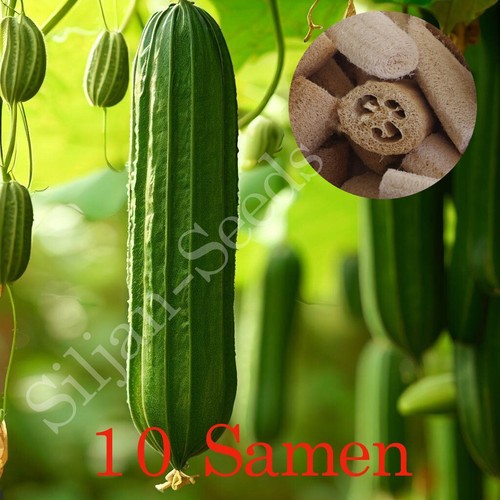 Luffa schwammgurke samen - 10,