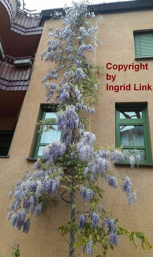Samen blauregen bolusanthus - samen,