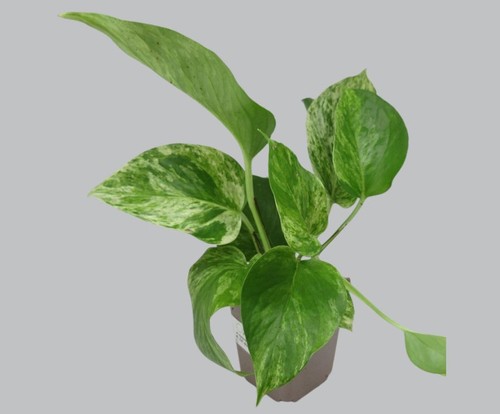 Epipremnum pinnatum var