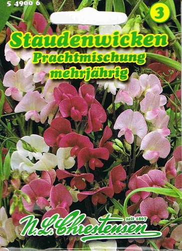Staudenwicken prachtmischung - staudenwicken,