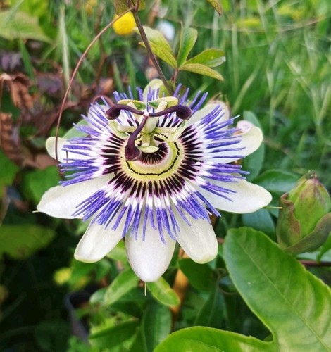 Blaue passionsblume passiflora - passionsblume,