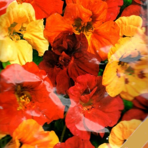 Kapuzinerkresse mix - kapuzinerkresse,