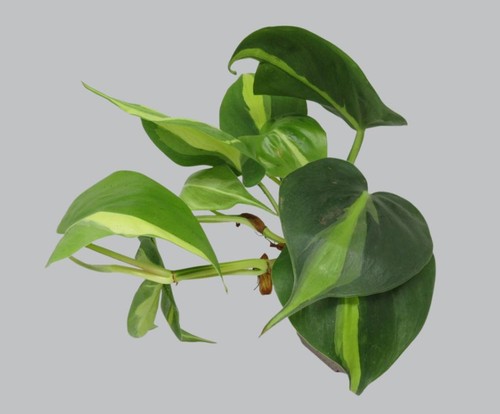 Philodendron scandens brasil - philodendron, 'brasil'