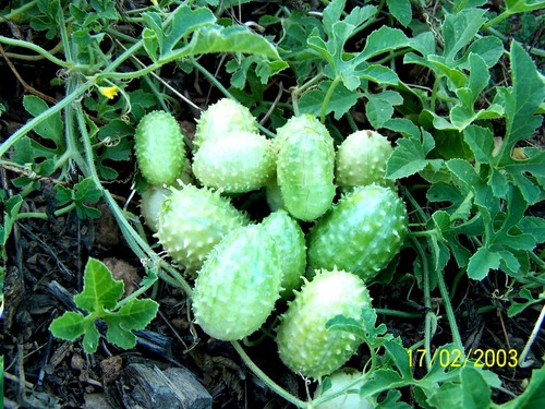 Gurke stachelgurke igel - gurke,