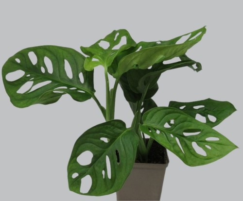 Monstera adansonii monkey - adansonii,