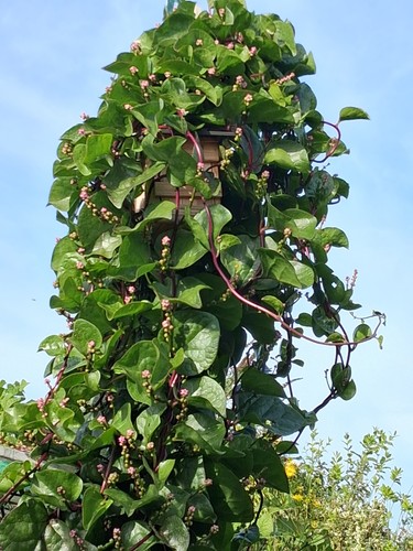 Malabarspinat basella alba - basella,
