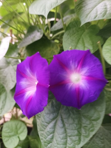 Prunkwinde trichterwinde - prunkwinde,,