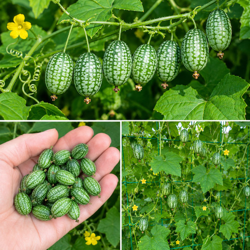 Melothria scabra samen - melothria, 50