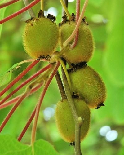 Samen kletter kiwi - samen, kletter-kiwi