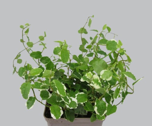Ficus pumila variegata - ,