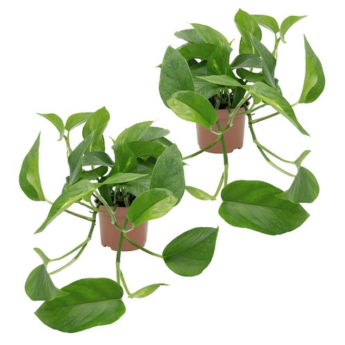 Efeutute epipremnum aureum - epipremnum, 2