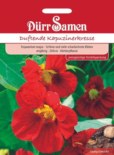 Kapuzinerkresse rot rankend
