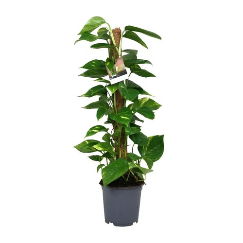 Scindapsus epipremnum - scindapsus,