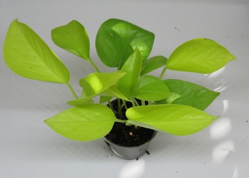 Philodendron scandens neon - scandens,