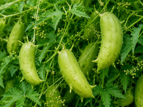 Cyclanthera pedata 20 - pedata,,
