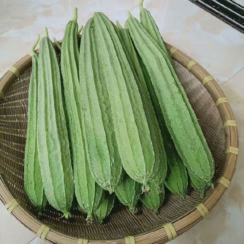Samen abgewinkelter luffa - samen,