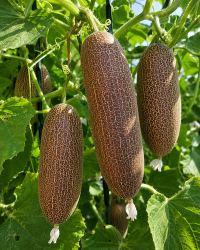 Cucumis sativus sikkimensis - cucumis,