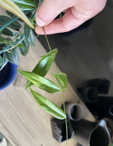 Hoya paradisea grüne - paradisea.,