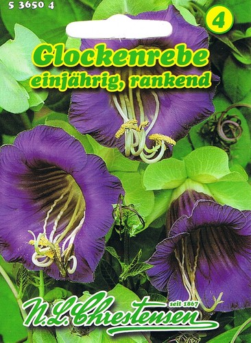 Glockenrebe blau cobaea - blau, 'cobaea