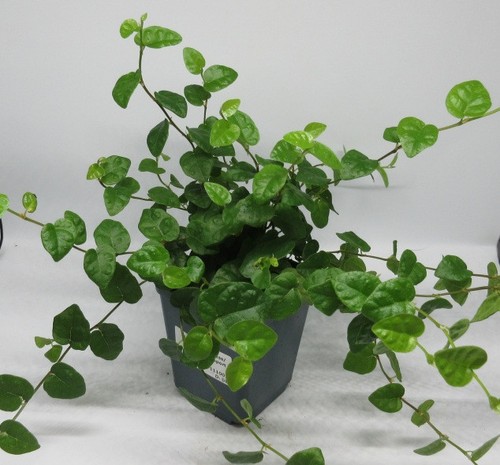 Ficus pumila kletterfeige - ficus,