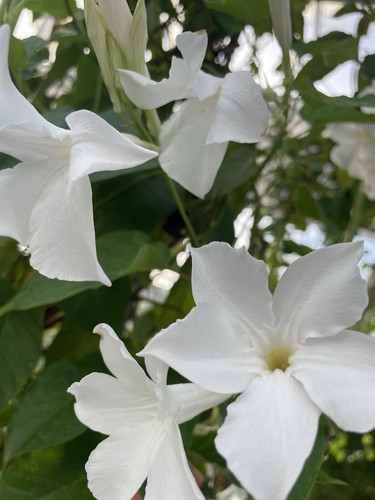 Pflanze chilenischer jasmin - pflanze,