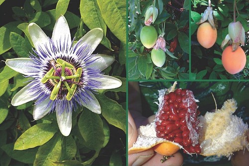 Samen von der - , passionsblume